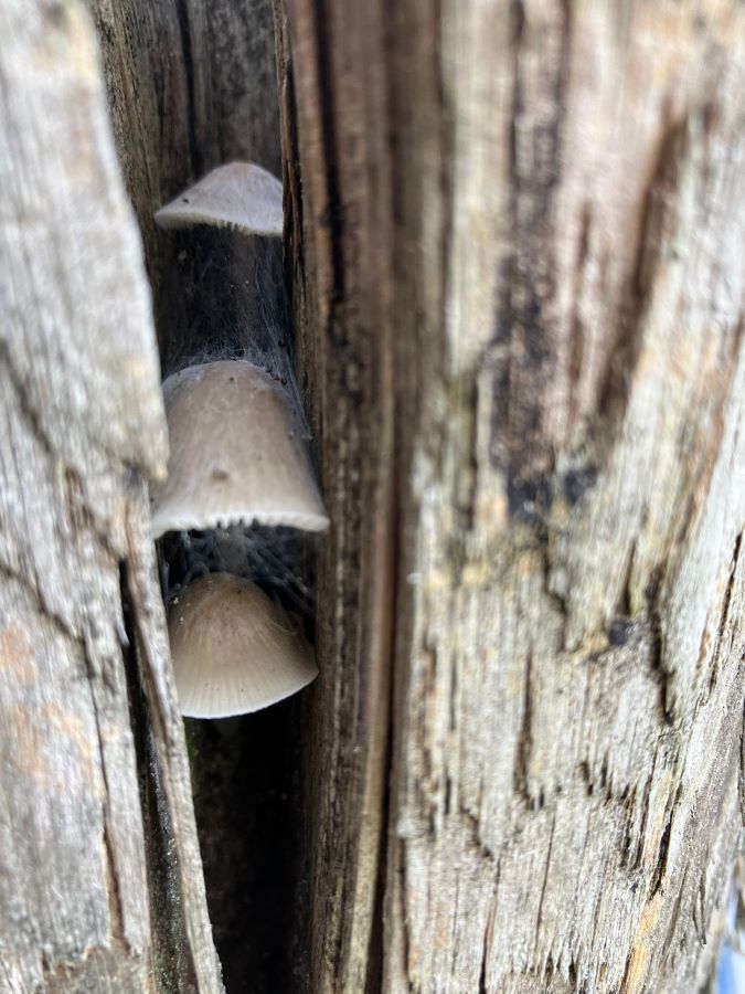 Ploggen herfst Zero Waste Apeldoorn