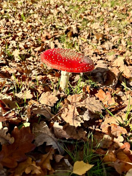 Maandelijkse Plandeldag oktober 2025 Zero Waste Apeldoorn