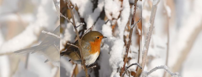Workshop: Winterparadijs in je tuin 