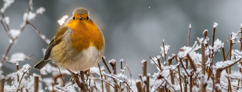 roodborstje sneeuw IVN