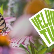 Veluwse Tuin header deA