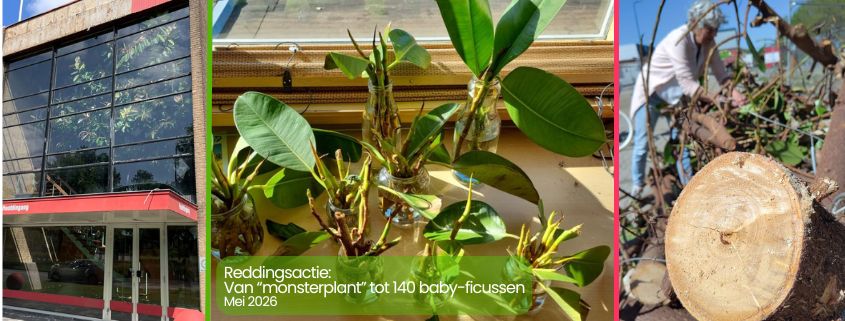 Reddingsactie ficusplant Plaatijzerindustrie Zero Waste Apeldoorn