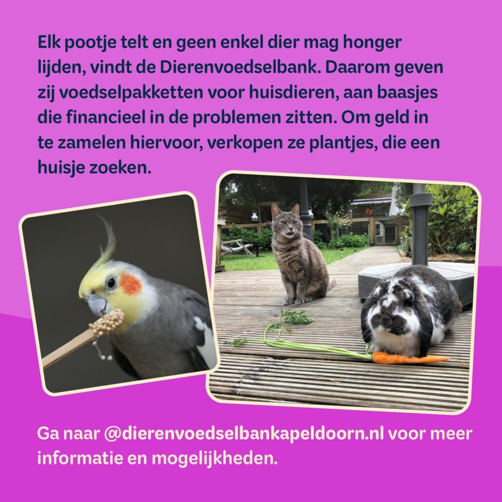 Planty of Food Festival Tweedekans