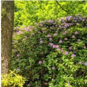Gratis rododendrons uit Berg & Bos
