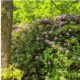 Gratis rododendrons uit Berg & Bos