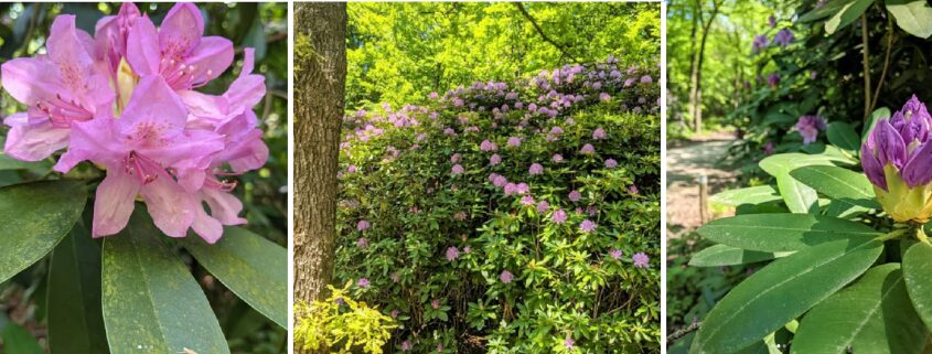 Gratis rododendrons uit Berg & Bos