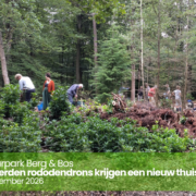 Honderden rododendrons krijgen een nieuw thuis Natuurpark Berg & Bos