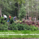 Honderden rododendrons krijgen een nieuw thuis Natuurpark Berg & Bos