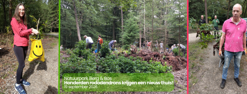 Honderden rododendrons krijgen een nieuw thuis Natuurpark Berg & Bos
