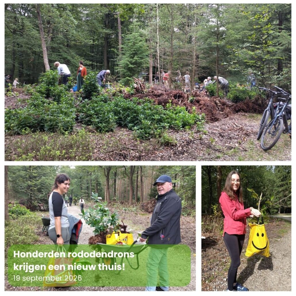 Honderden rododendrons krijgen een nieuw thuis Natuurpark Berg & Bos