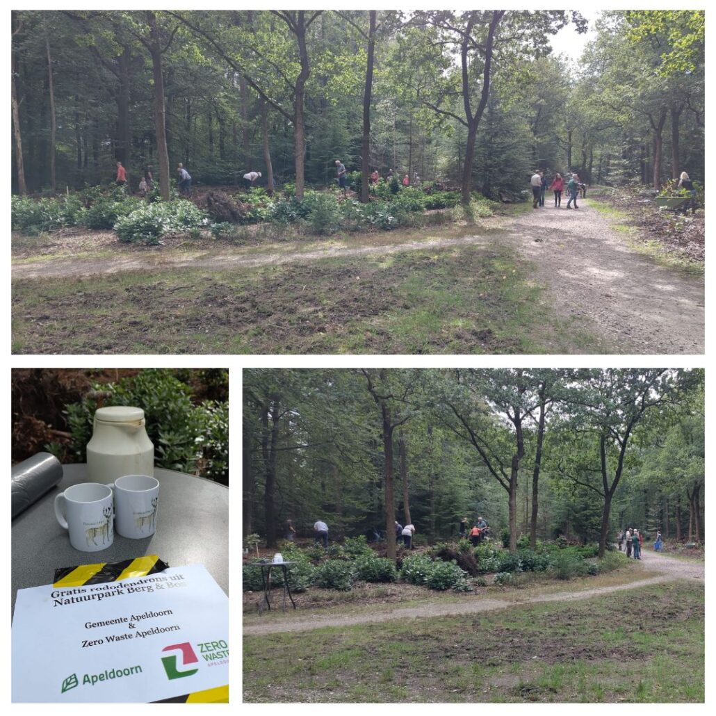 Honderden rododendrons krijgen een nieuw thuis Natuurpark Berg & Bos