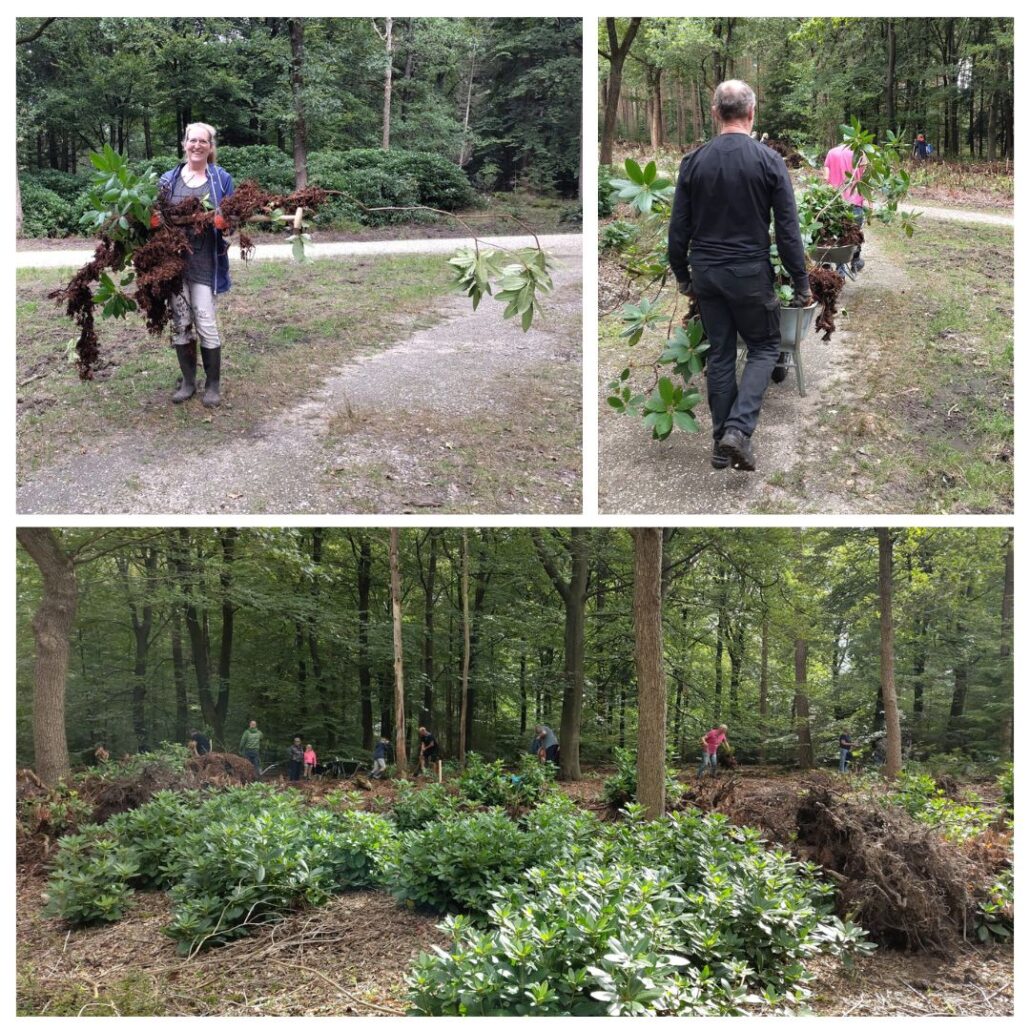 Honderden rododendrons krijgen een nieuw thuis Natuurpark Berg & Bos