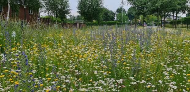 Header wilde flora gemeente Apeldoorn