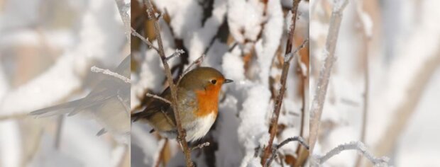 Workshop: Winterparadijs in je tuin&nbsp;