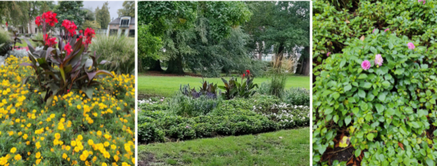 Gratis planten Oranjepark